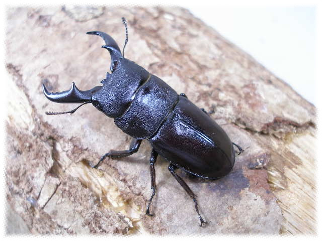 ダイトウヒラタクワガタ