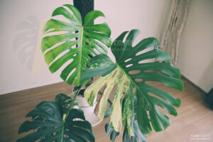 約5ヶ月ぶりにイエローマリリンに新しい斑入りの葉が開く - 私のモンステラ