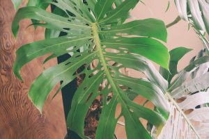 モンステラデリシオーサマクロコズム栽培記録 - 私のモンステラ