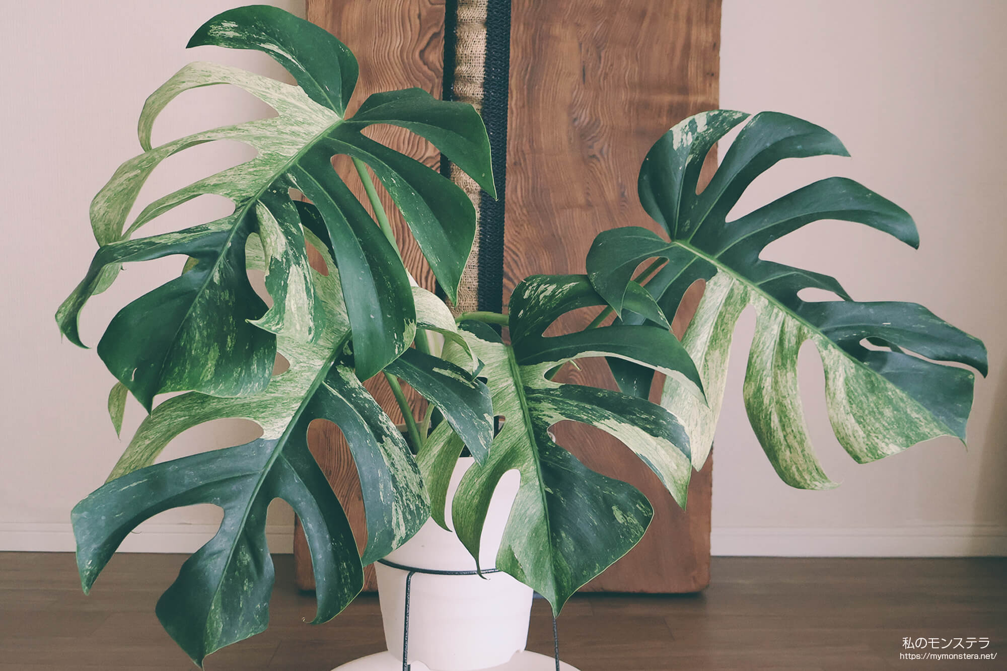 栽培開始3ヶ月で芽吹いたモンステラデリシオーサボルシギアナミント