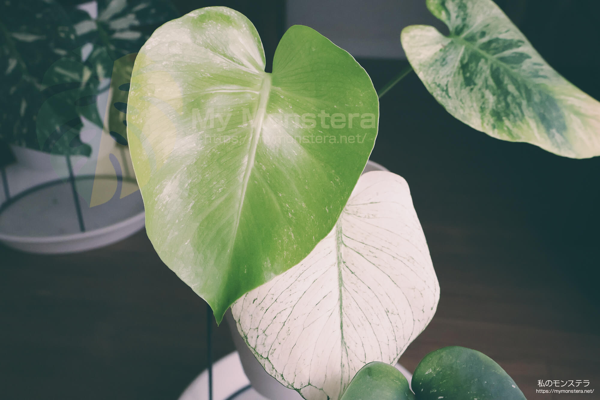 天津ラン・モンステラデリシオーサホワイトモンスター ( Monstera