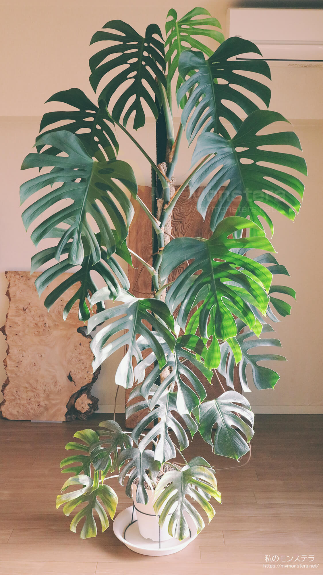 シャープな葉に変化してきたモンステラシエラナの巨大株 - 私のモンステラ