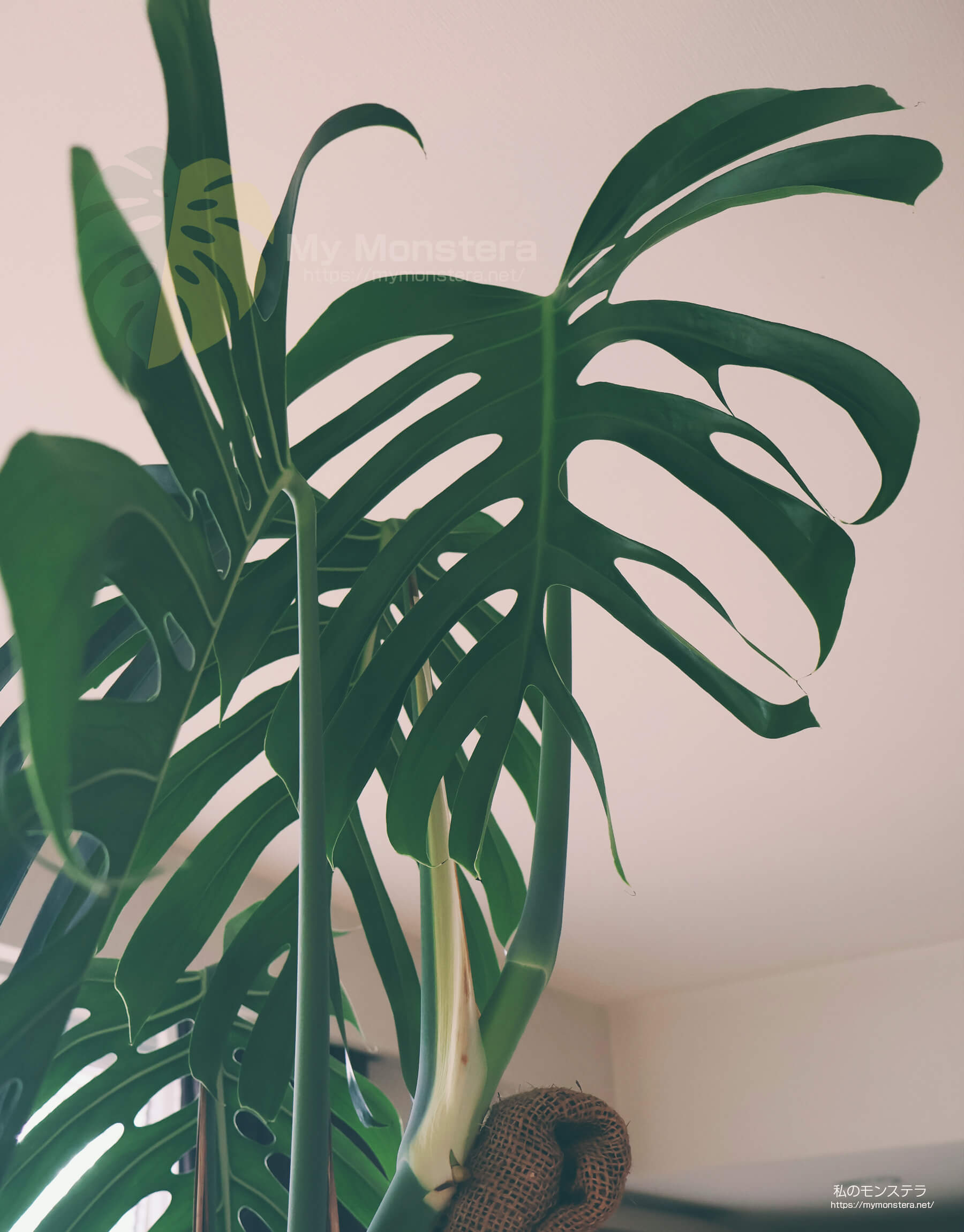 モンステラシエラナにデリシオーサらしい繊細な葉が開く - 私のモンステラ
