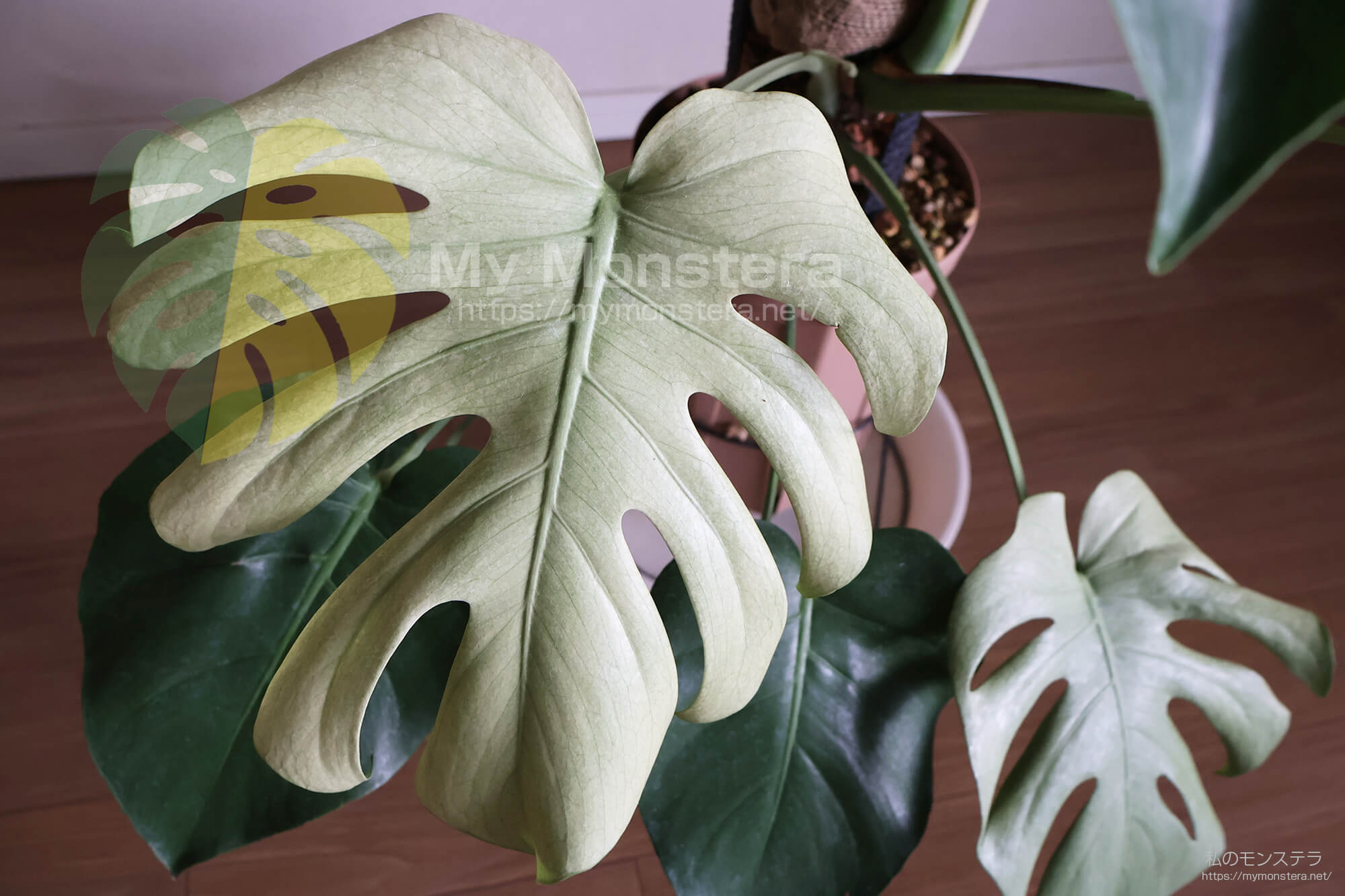 天津ラン・モンステラデリシオーサホワイトモンスター ( Monstera