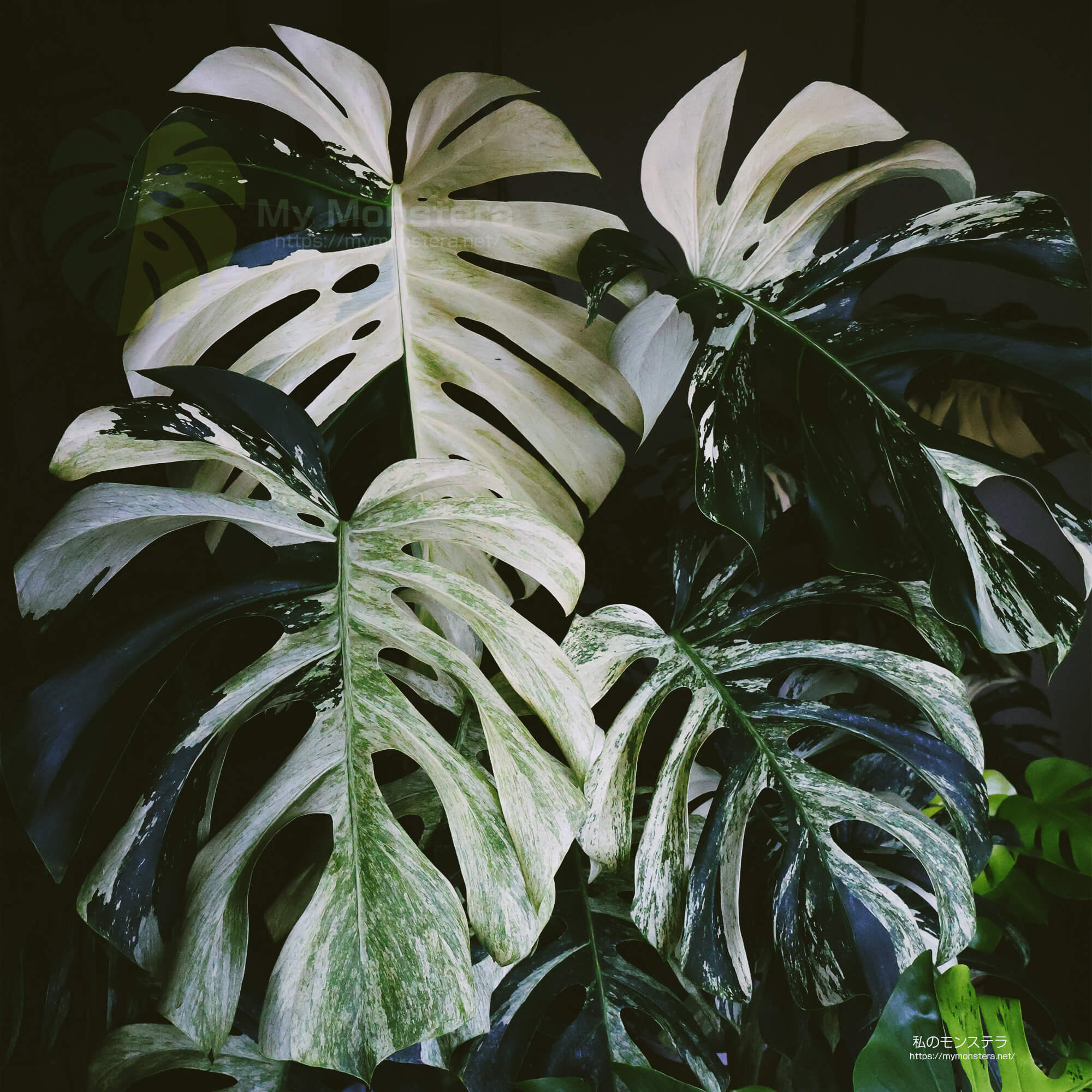 モンステラデリシオーサ ボルシギアナ ミント( Monstera deliciosa var