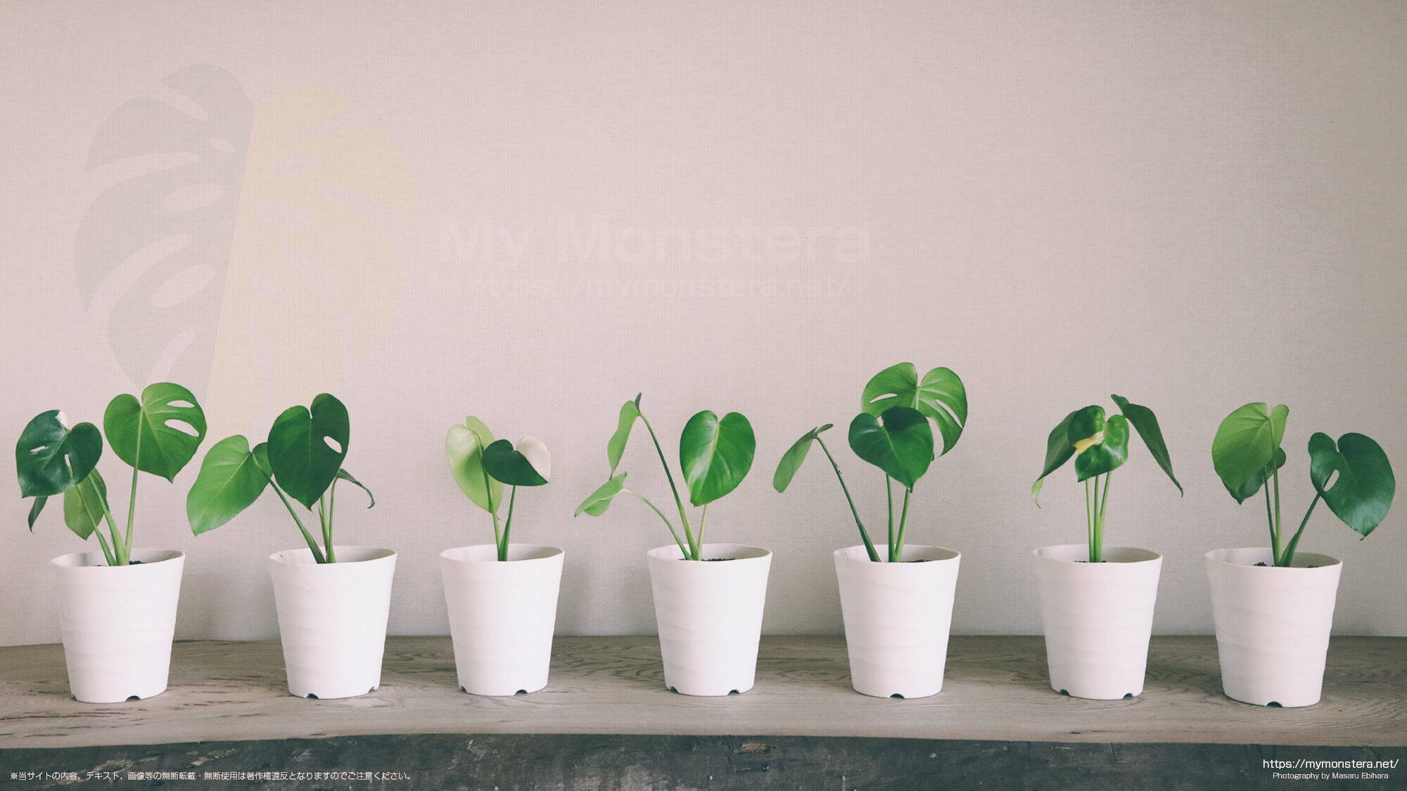 斑入りのモンステラデリシオーサ実生株を10株以上一年間育てて斑入りの