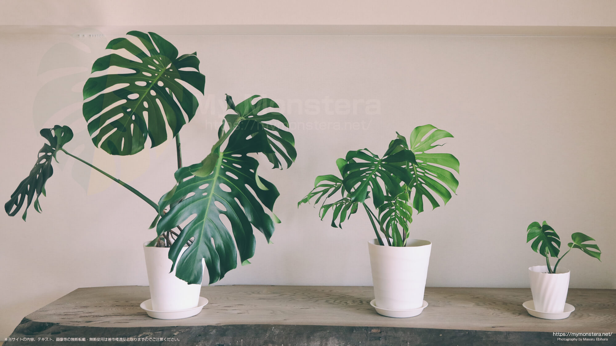モンステラデリシオーサ、マクロコズム、コンパクタを比較 - 私の