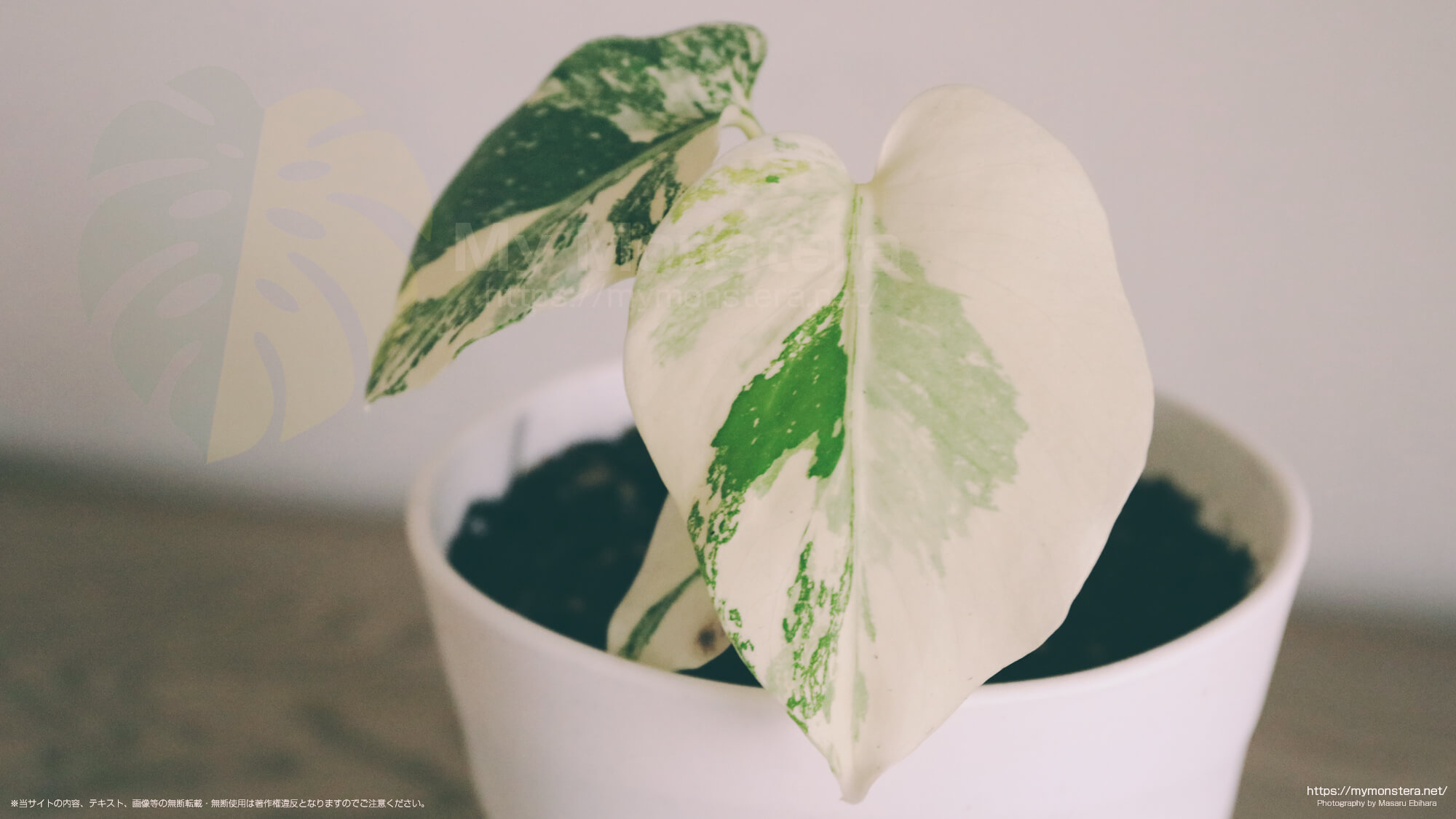 斑入りモンステラデリシオーサ( Monstera Deliciosa 