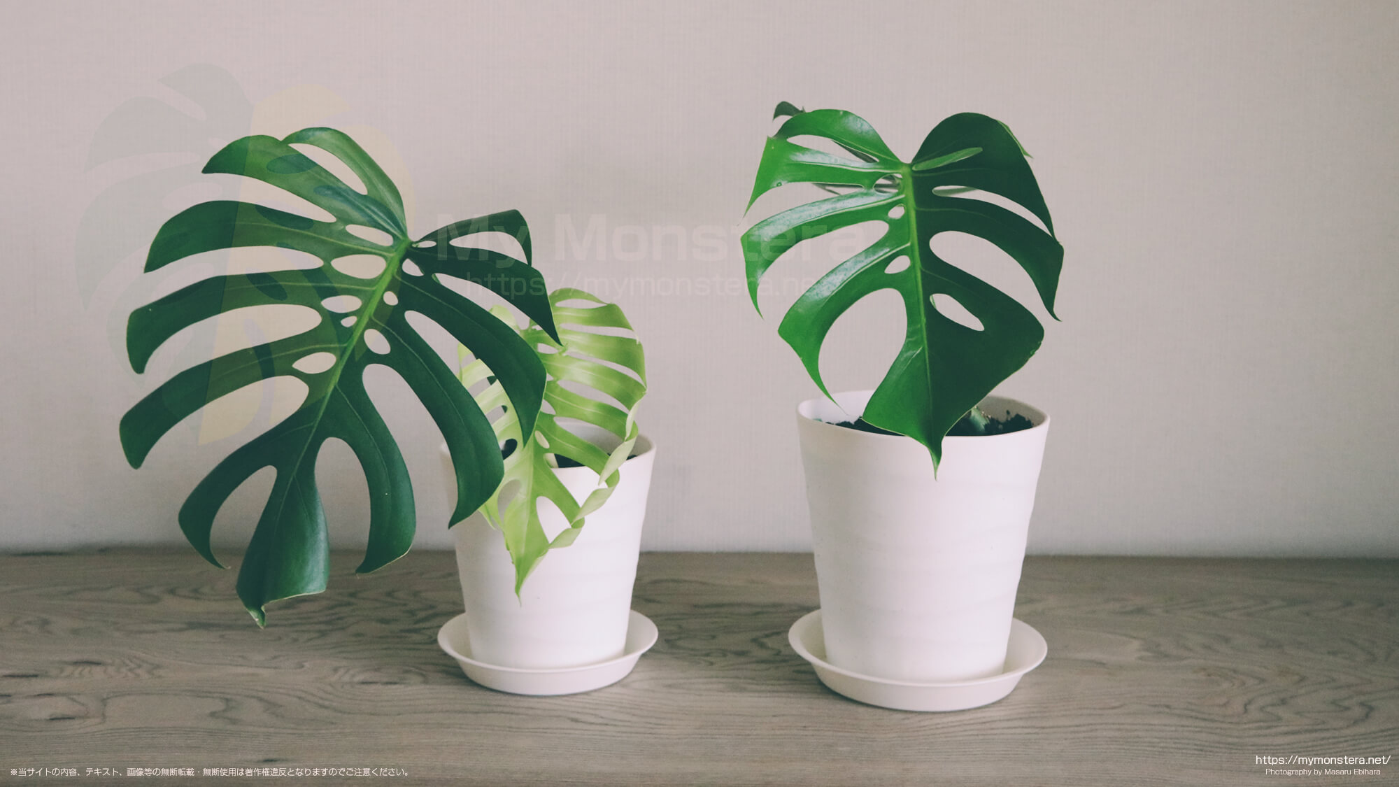 栽培約5ヵ月でようやく新しい葉が出て来たトップカットのモンステラ