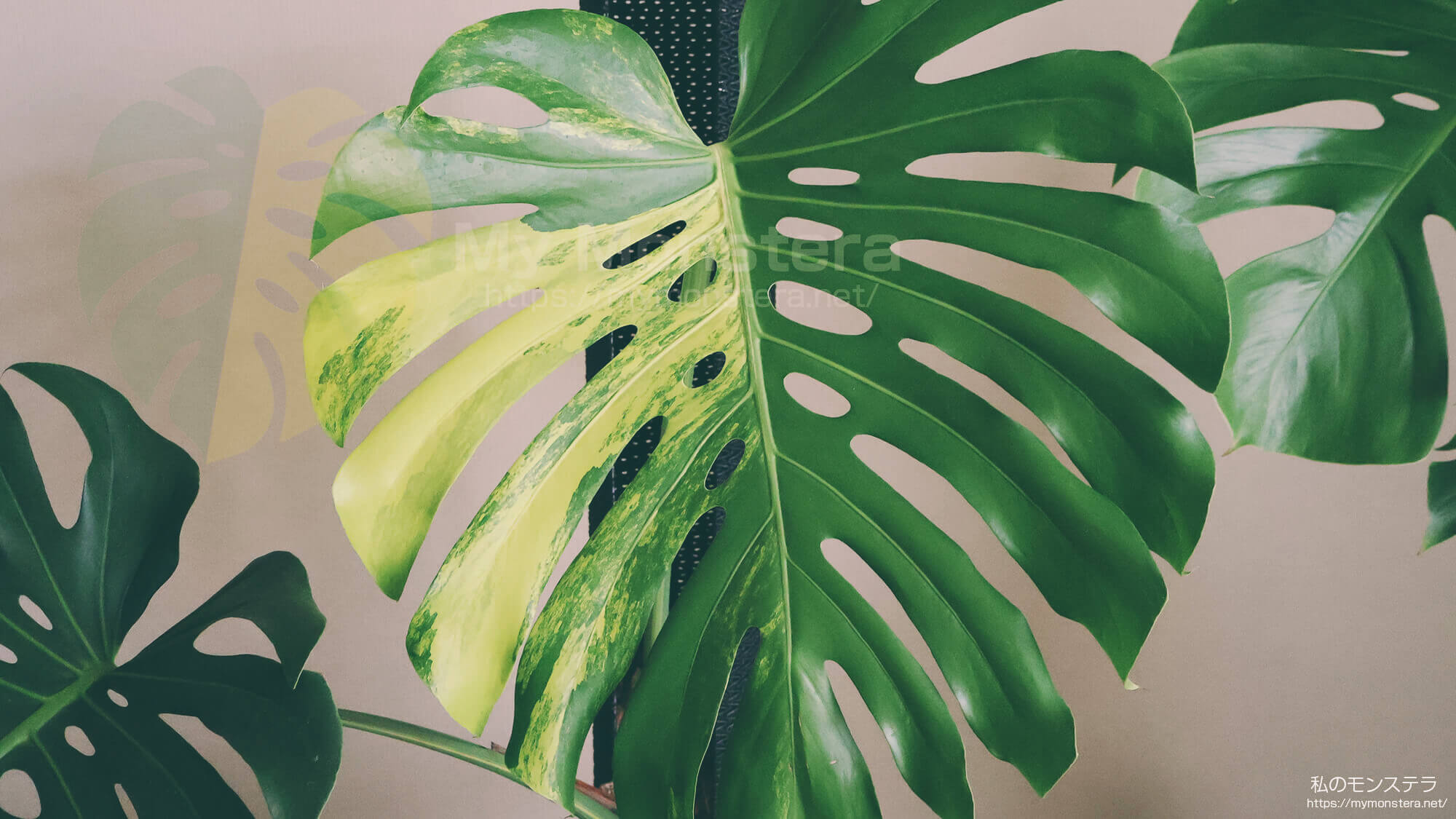 モンステラデリシオーサイエローマリリン( Monstera Deliciosa Yellow