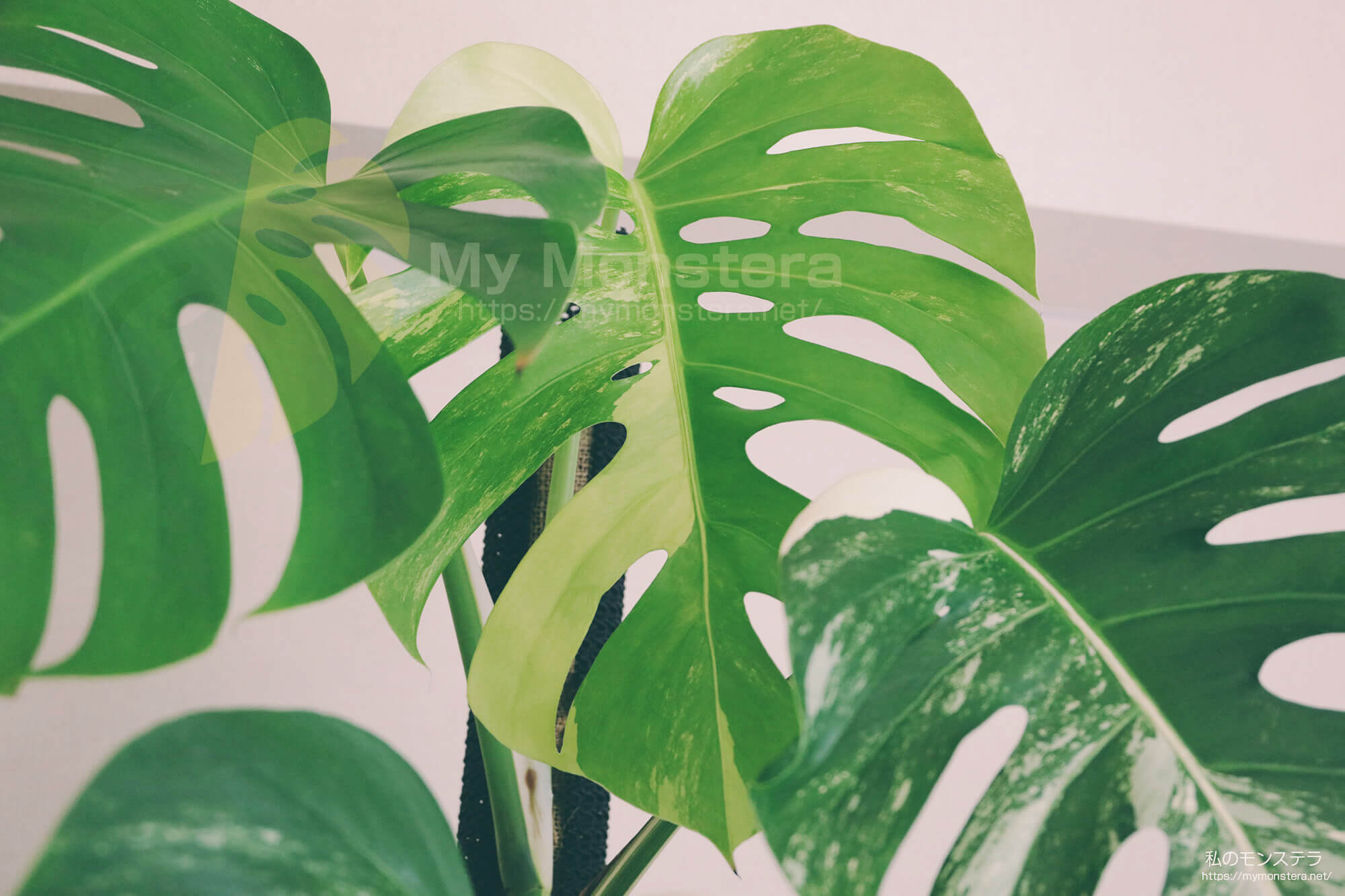 モンステラボルシギアナセブブルーミント( Monstera Borsigiana
