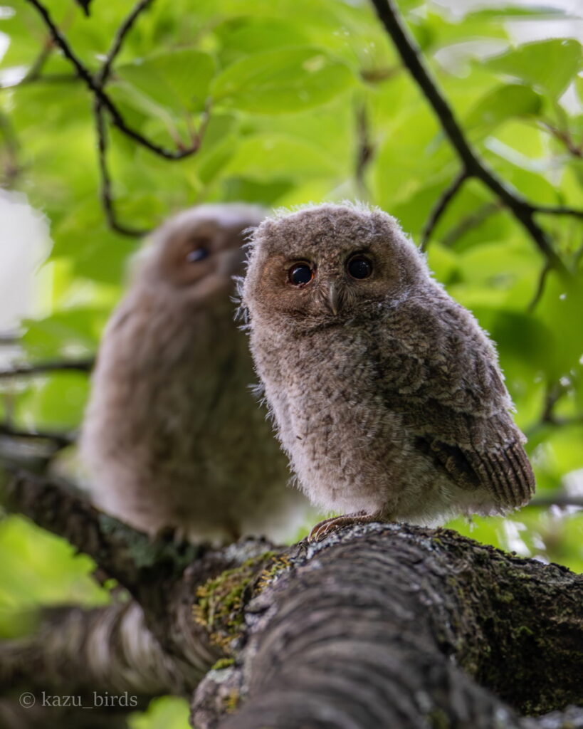 人形みたい…小さなフクロウ「オオコノハズク」の巣立ち直後の姿が