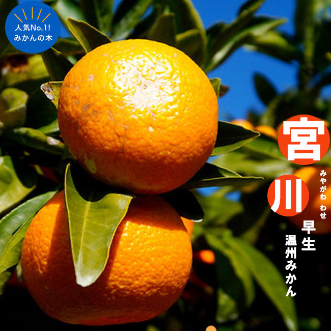 宮川早生 柑橘 温州みかんの特徴と育て方 kaju_kankitsu-mikan025-01i