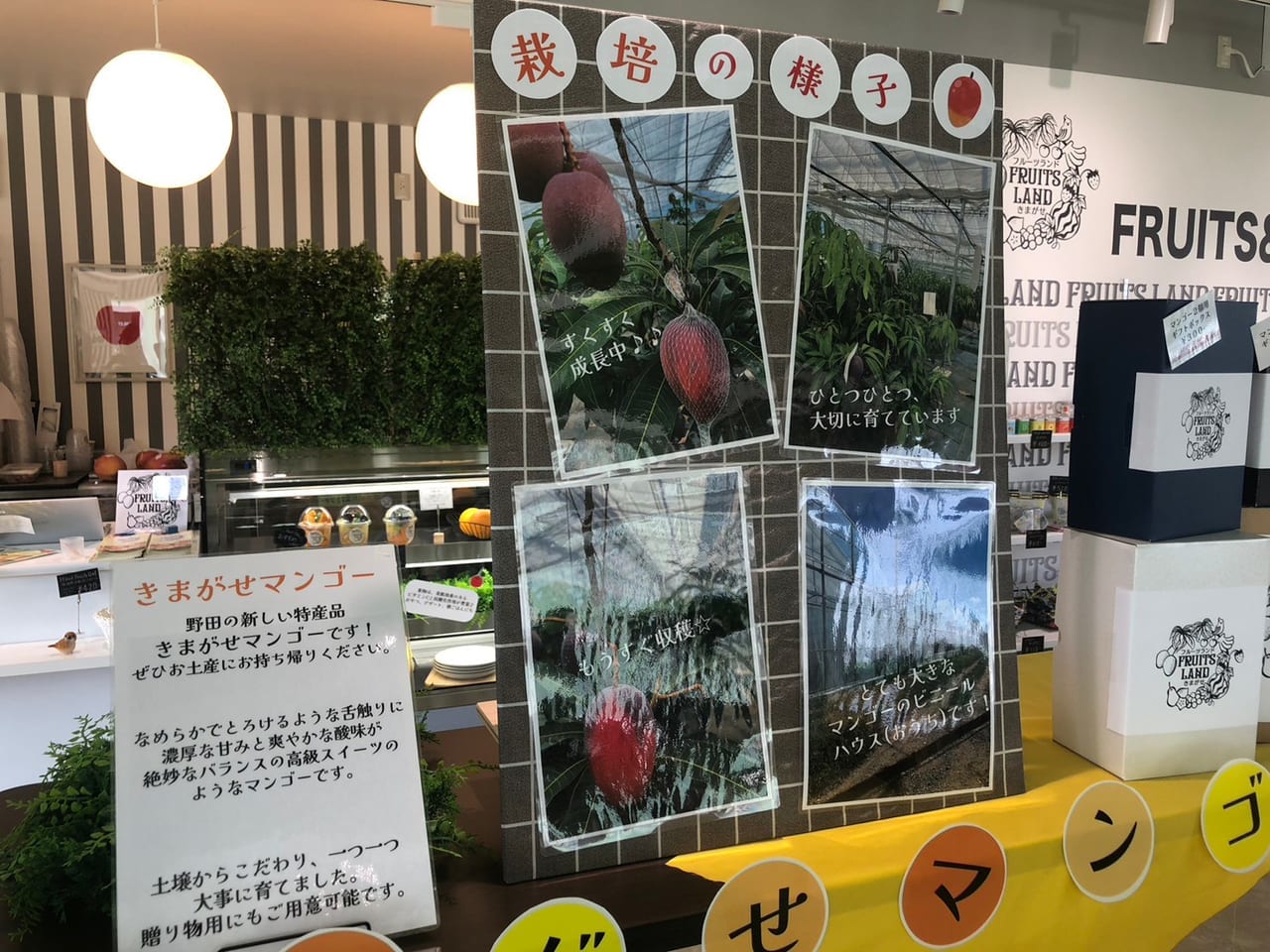 野田市】新たな果物狩りスポット誕生！リニューアルした「フルーツ