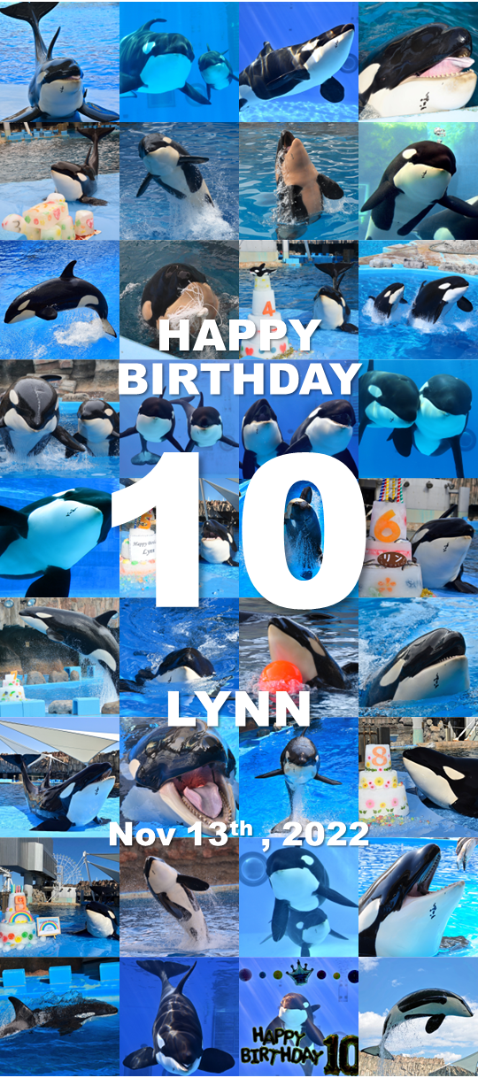 レア・ラスト1点】名古屋港水族館 シャチ リンちゃん ステラ ポスター