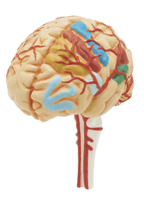 人体模型 ストラップⅠ – ネイチャーテクニカラー公式