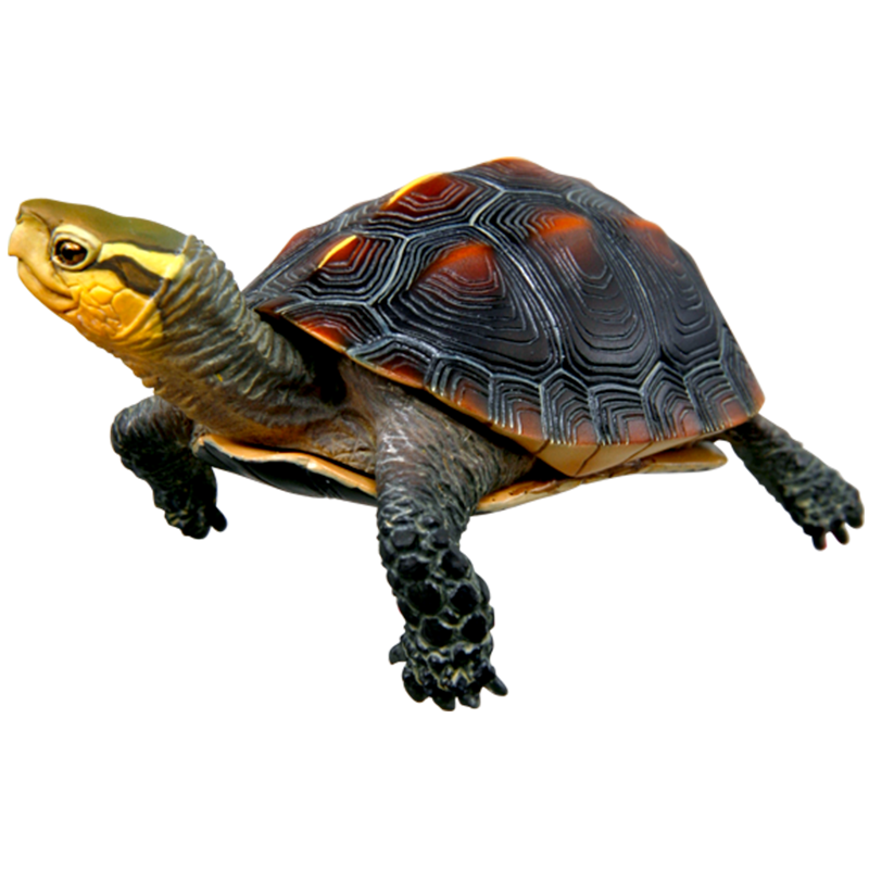 NTC 日本のカメ 特装版 – ネイチャーテクニカラー公式