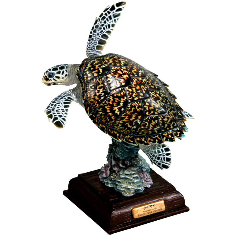 NTC 日本のカメ 特装版 – ネイチャーテクニカラー公式