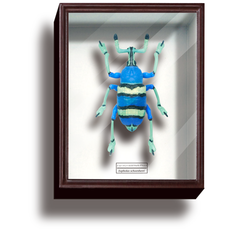 STC ドイツ箱 マグネットコレクション4 – ネイチャーテクニカラー公式