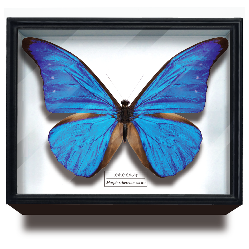 STC ドイツ箱マグネットコレクション モルフォ蝶特装版 – ネイチャー