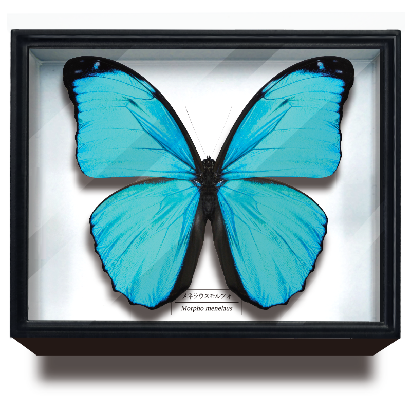 ☆yamame23☆モルフォ蝶標本 ディディウス・メネラウスМ2♀セット 蝶