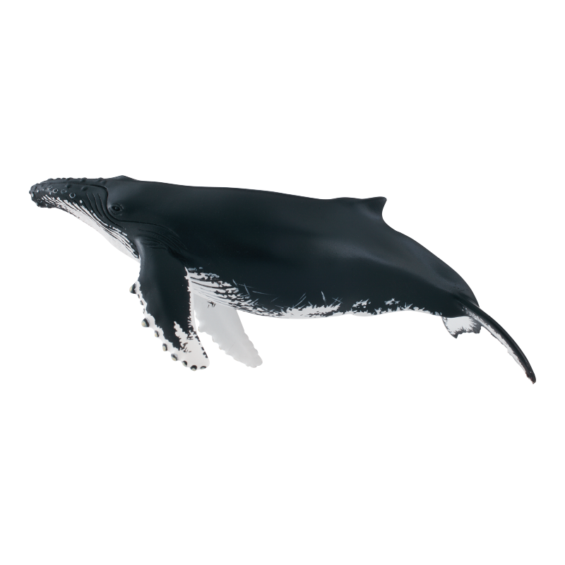 NTC 小笠原 特装版 – ネイチャーテクニカラー公式