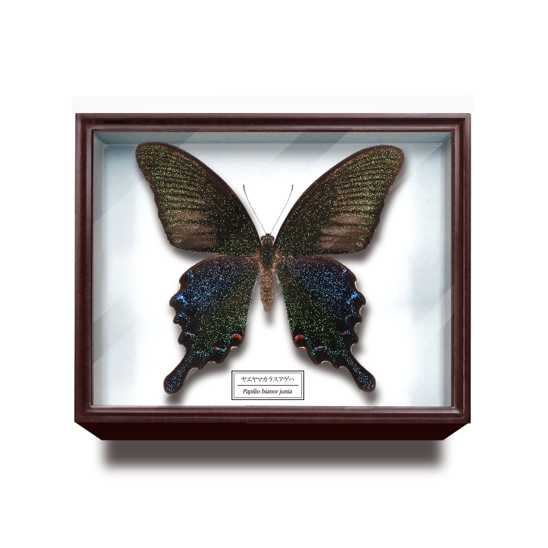 ドイツ箱マグネットコレクション – ネイチャーテクニカラー公式