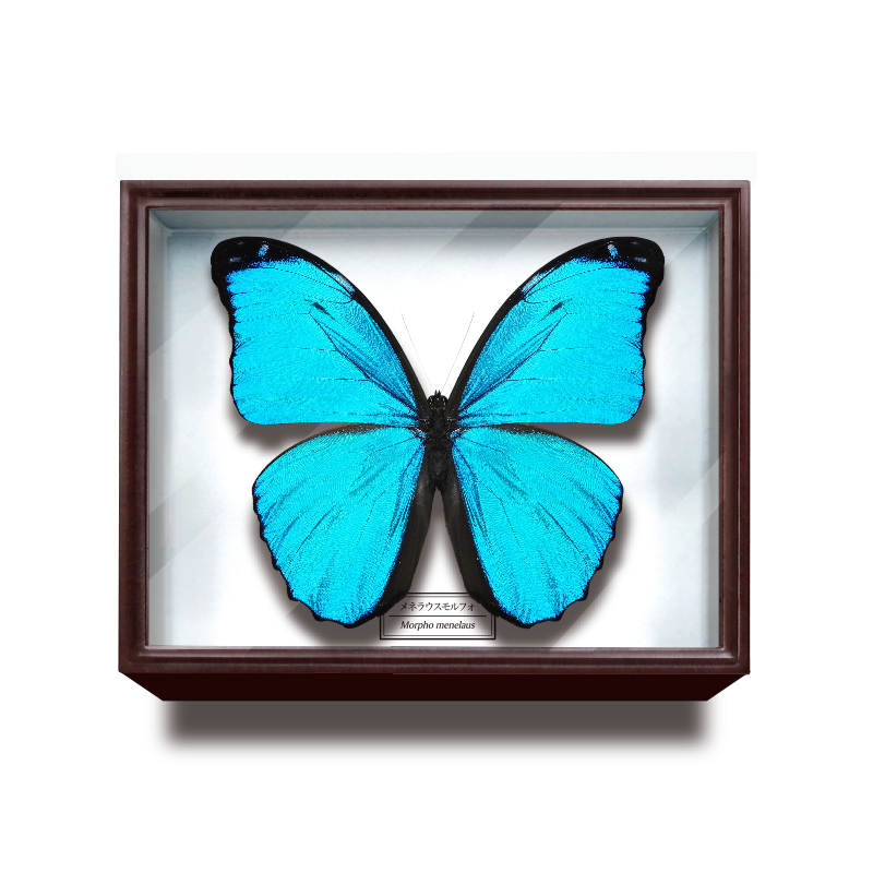 ドイツ箱マグネットコレクション – ネイチャーテクニカラー公式