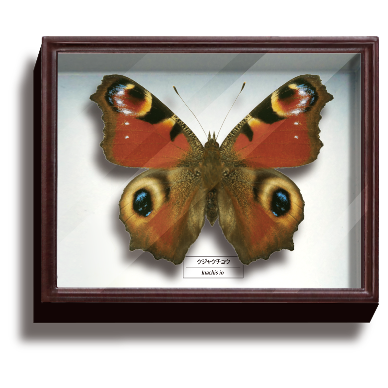 Specimen-box3_07.png