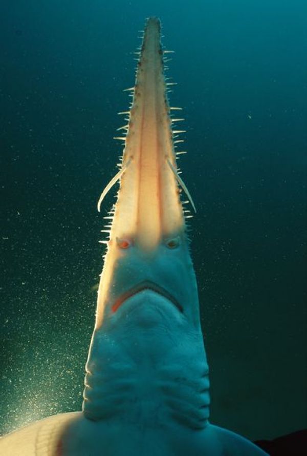 サメの顔：ノコギリザメ | ナショナル ジオグラフィック日本版サイト