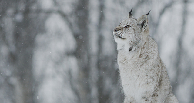 世界大自然紀行：スカンジナビア半島｜番組紹介｜ナショナル ジオ