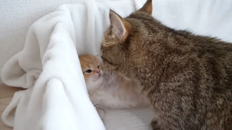 ママ猫のお腹が最高に気持ち良すぎた子猫。その可愛い姿に癒される