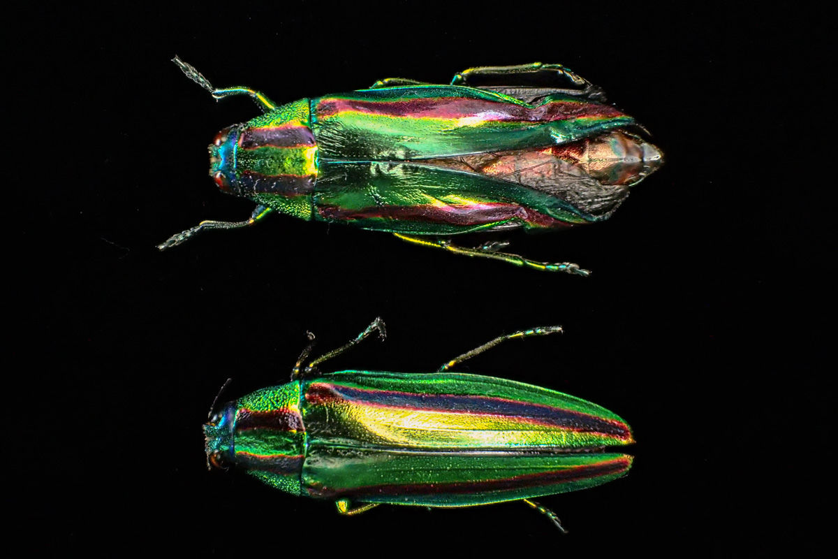 タマムシ〔まとめ〕 – 京都九条山自然観察日記