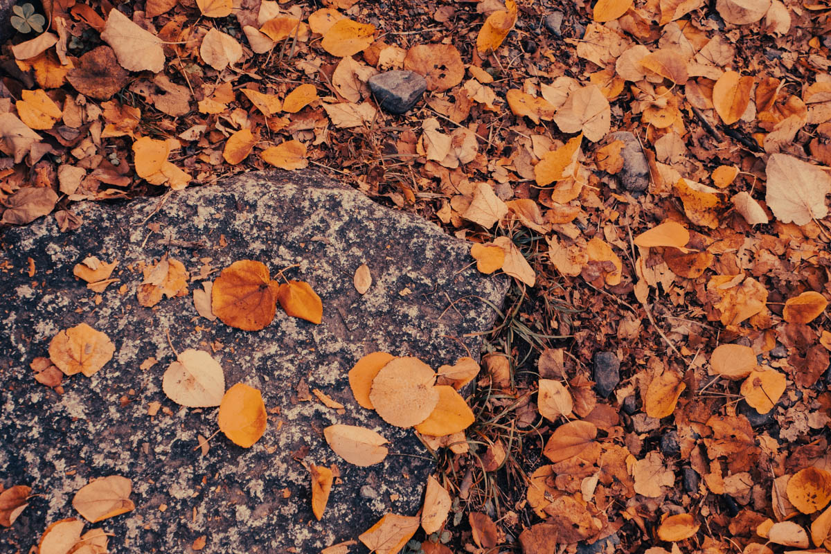 カツラの落葉 – 京都九条山自然観察日記