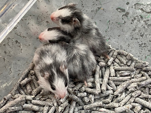 レアカラー！ゴールデンハムスター（ドミナントスポット）が入荷しま