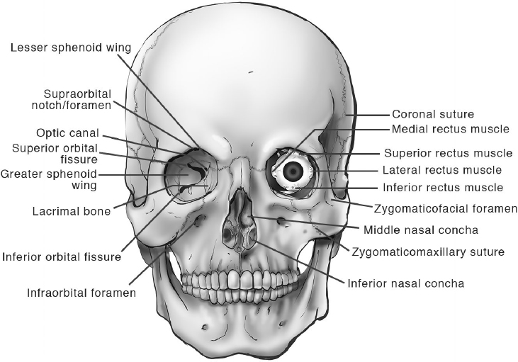 健康・医学 Surgical anatomy of the skull base Surgical Anatomy of