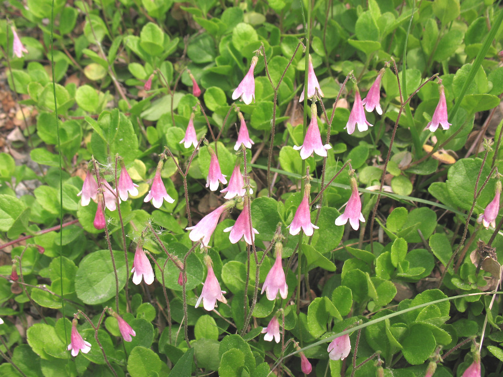 Simple Key for Plant Identification: Go Botany