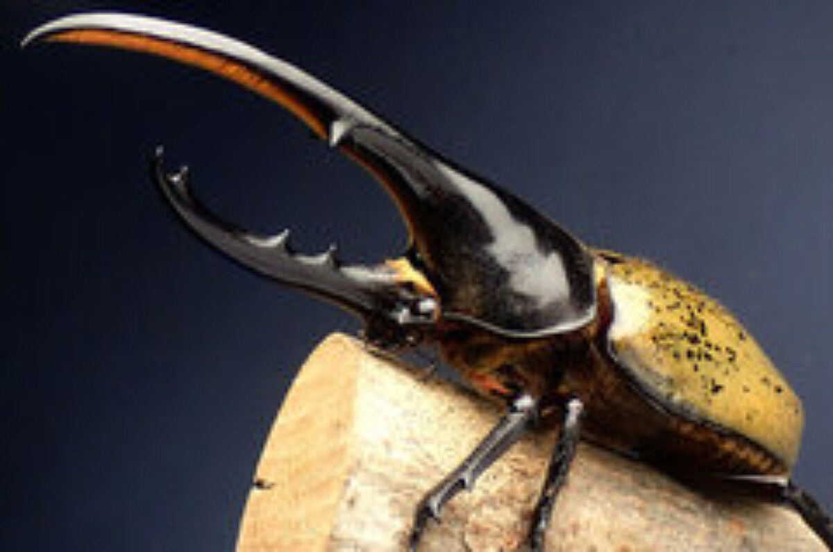 ヘラクレスオオカブトも登場！みなかみ町で「世界のクワガタ・カブト大