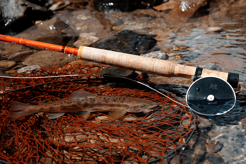 F Series｜スコット｜Casket カスケット