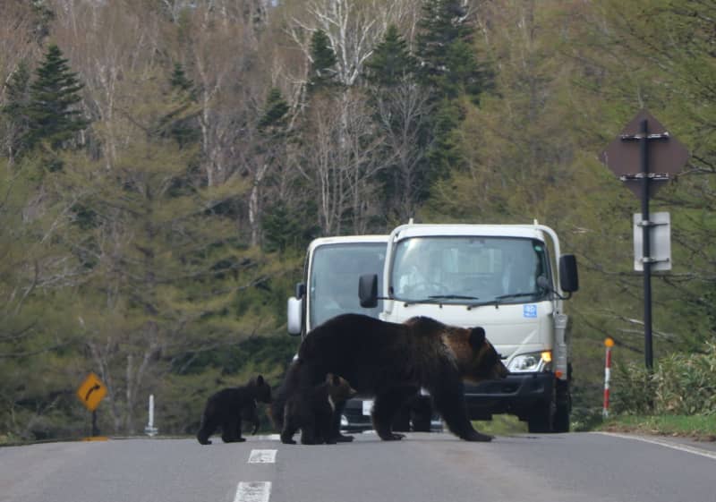 なぜ1人と3頭の命は失われたのか、世界遺産知床で見過ごされたリスク