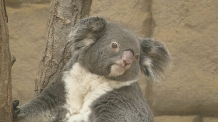 鳥山明さんがデザインしたコアラのイラスト 東山動植物園のコアラ舎40