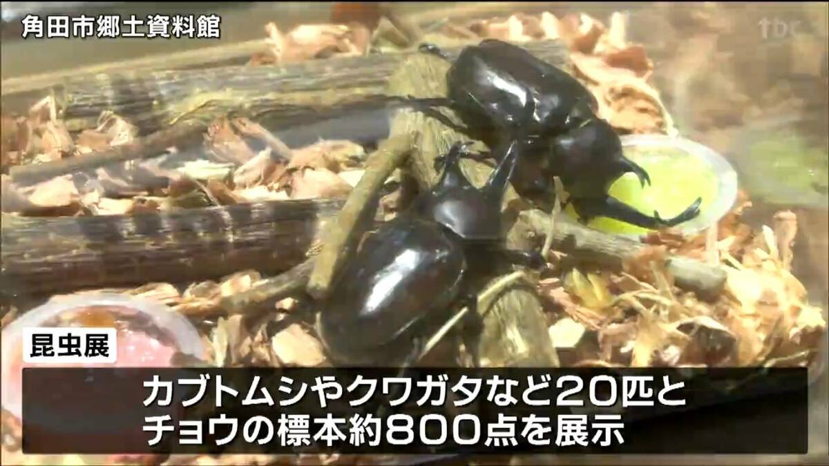 世界最大のカブトムシ「ヘラクレスオオカブト」も 珍しい昆虫一堂に
