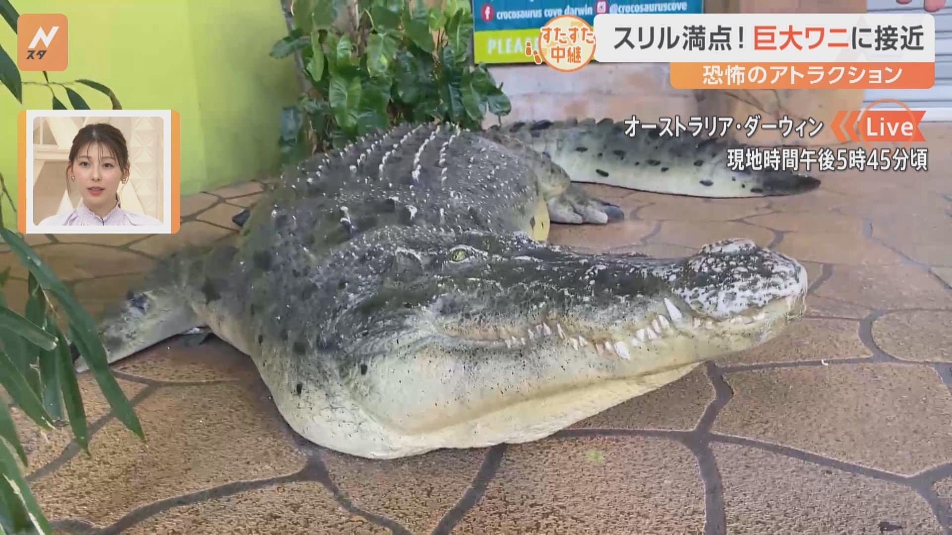 オーストラリアの観光名物 ｢死の檻｣とは？巨大ワニのプールに入れる