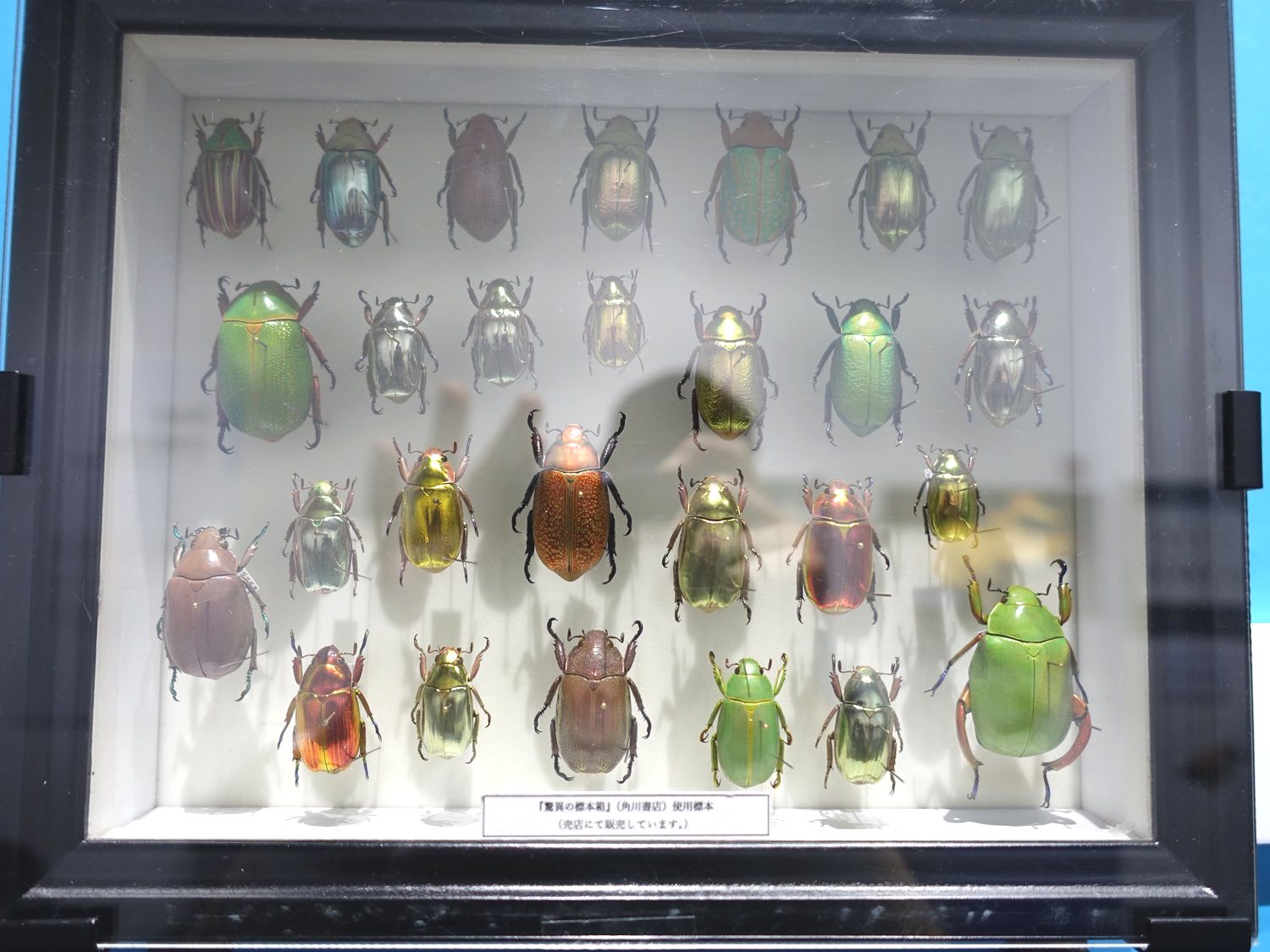 バンダイ いきもの大図鑑アドバンス プラチナコガネとニジイロクワガタ