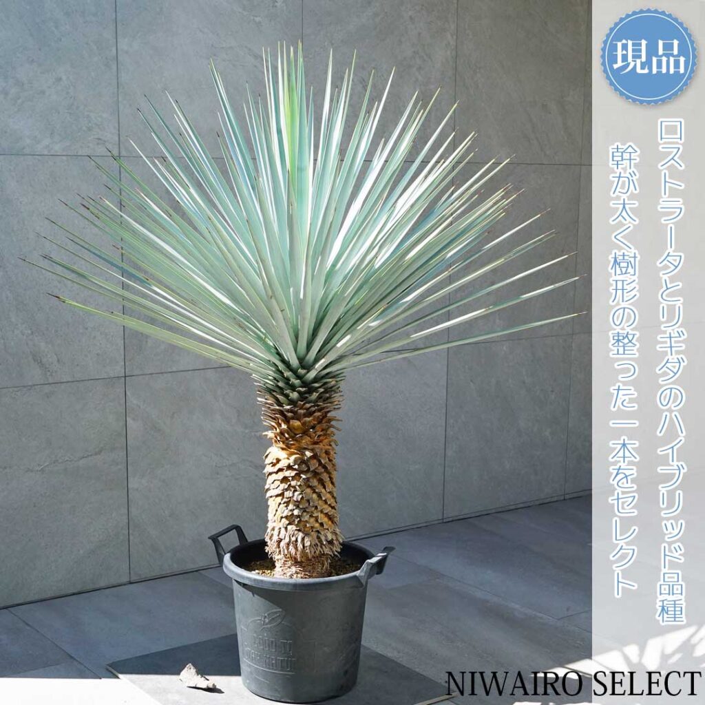 ユッカリギダとはどんな植木？特徴と育て方について詳しく解説 - に