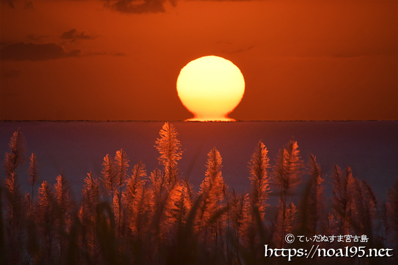 赤く染まるキビの穂と夕陽 | 宮古島写真集【てぃだぬすま宮古島Vol2】