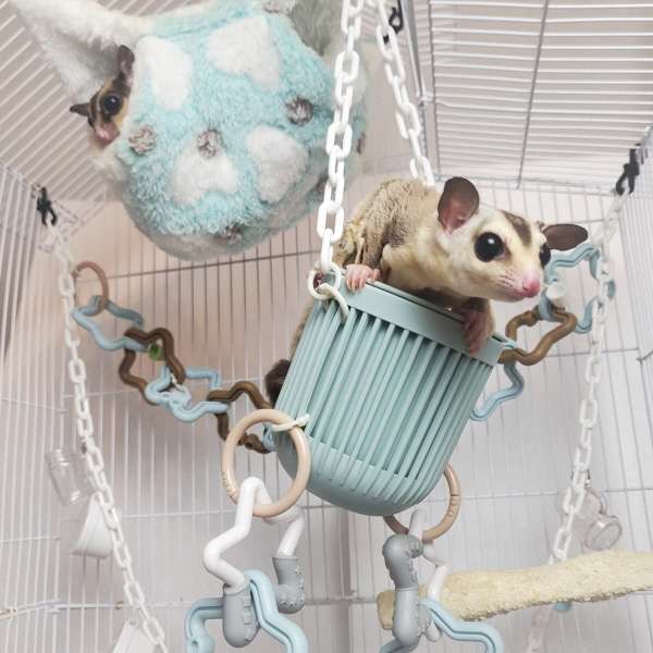 フクロモモンガ専門店、ペットショップ店員の日常～おもちゃはすごい