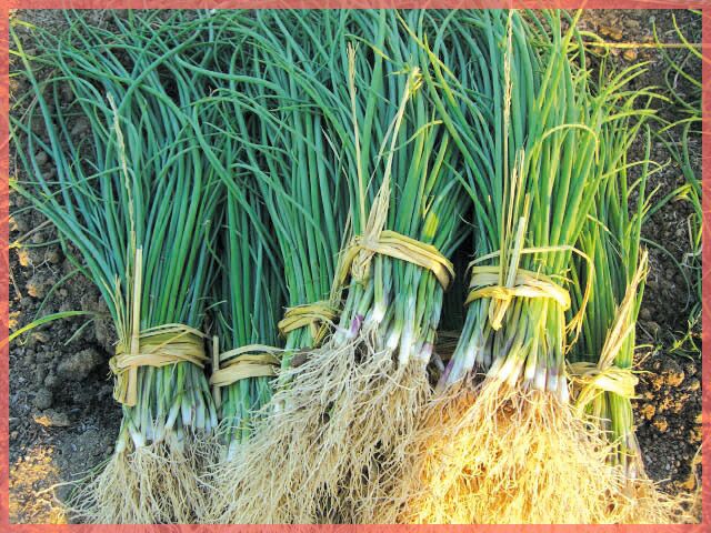 玉ねぎ苗 【予約】 【 極早生 】 約100本 [ たまねぎ苗 タマネギ苗