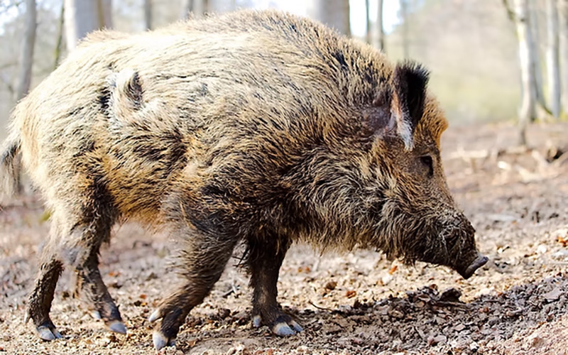 専門家監修】畑を守る！効果的な「害獣対策」おすすめ10選 - 農業屋