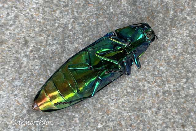 ヤマトタマムシ: きたきつねの雑記帳